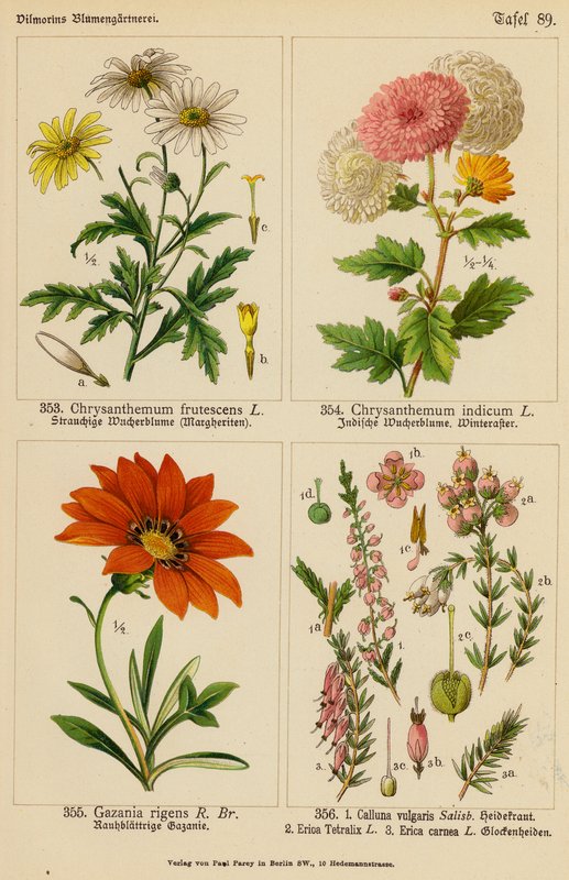 Chrysanthemum Frutescens, Chrysanthemum Indicum, Gazania Rigens, Calluna Vulgaris, Erica Tetralix, Erica Carnea door (after) German School