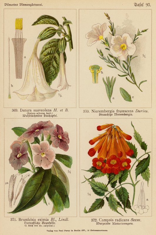 Datura Suaveolens, Nierembergia Frutescens, Brunfelsia Eximia, Campsis Radicans door (after) German School
