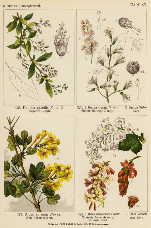 Deutzia Gracilis, Deutzia Crenata, Deutzia Sieboldiana, Ribes Aureum, Ribes Sanguineum, Ribes Gordonianum door (after) German School