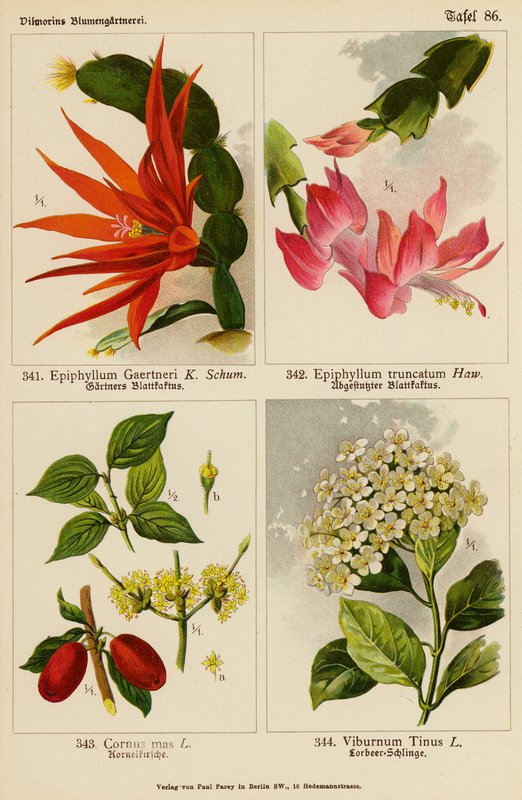 Epiphyllum Gaertneri, Epiphyllum Truncatum, Cornus Mas, Viburnum Tinus door (after) German School