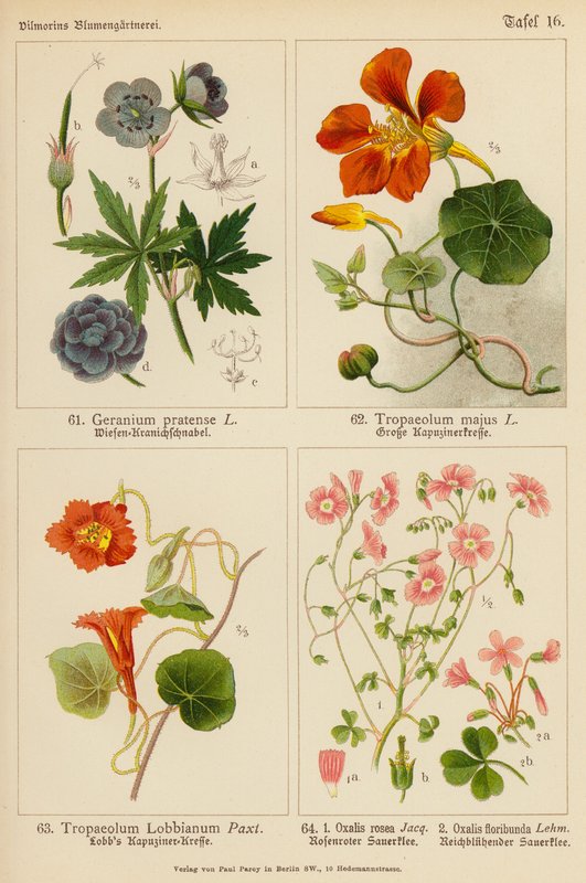 Geranium Pratense, Tropaeolum Majus, Tropaeolum Lobbianum, Oxalis Rosea, Oxalis Floribunda door (after) German School