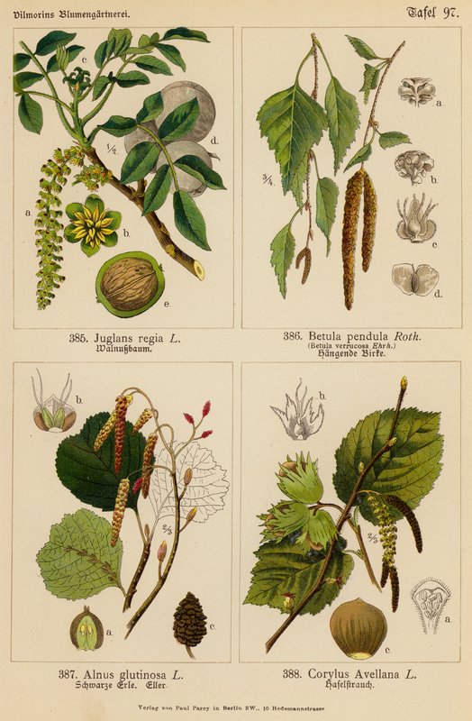 Juglans Regia, Betula Pendula, Alnus Glutinosa, Corylus Avellana door (after) German School