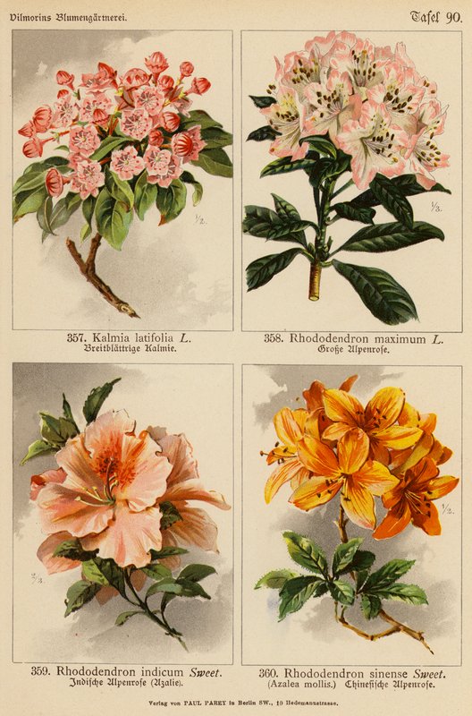Kalmia Latifolia, Rhododendron Maximum, Rhododendron Indicum, Rhododendron Sinense door (after) German School