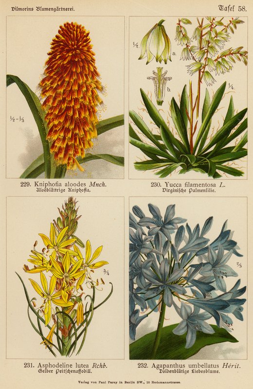 Kniphofia Aloodes, Yucca Filamentosa, Asphodeline Lutea, Agapanthus Umbellatus door (after) German School