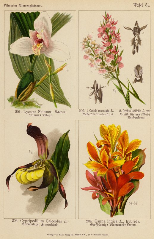 Lycaste Skinneri, Orchis Maculata, Orchis Latifolia, Cypripedilum Calceolus, Canna Indica door (after) German School
