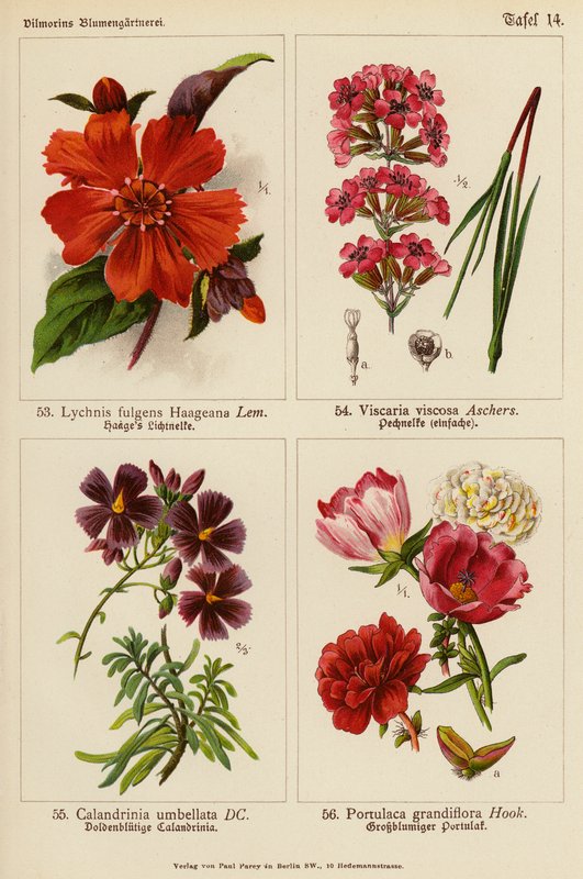 Lychnis Fulgens Haageana, Viscaria Viscosa, Calandrinia Umbellata, Portulaca Grandiflora door (after) German School