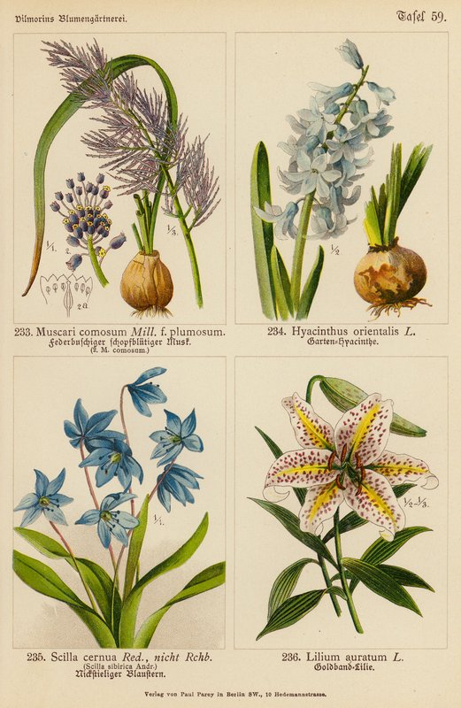 Muscari Comosum, Hyacinthus Orientalis, Scilla Cernua, Lilium Auratum door (after) German School