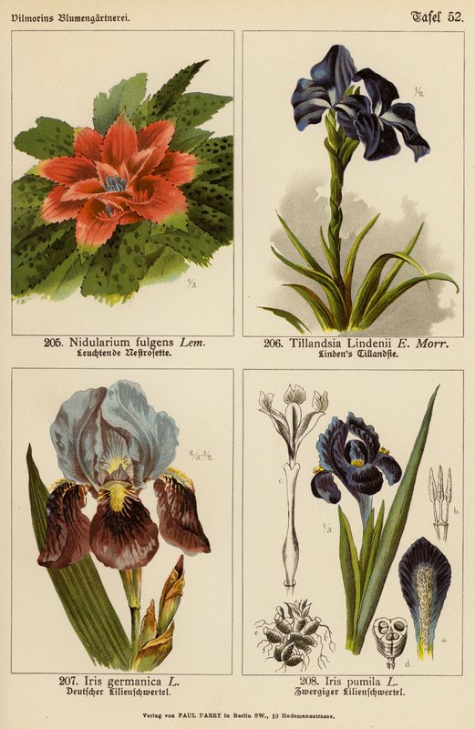 Nidularium Fulgens, Tillandsia Lindenii, Iris Germanica, Iris Pumila door (after) German School