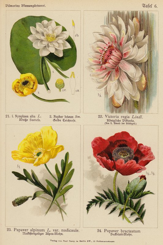 Nymphaea Alba, Nuphar Luteum, Victoria Regia, Papaver Alpinum, Papaver Bracteatum door (after) German School