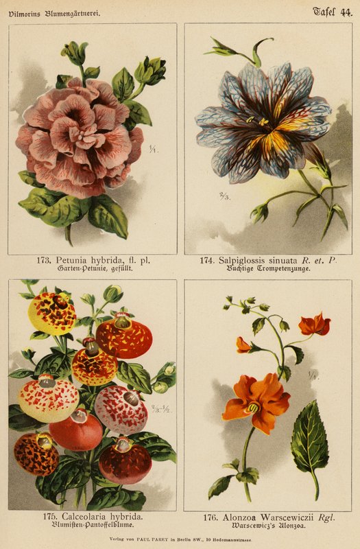 Petunia Hybrida, Salpiglossis Sinuata, Calceolaria Hybrida, Alonzoa Warscewiczii door (after) German School