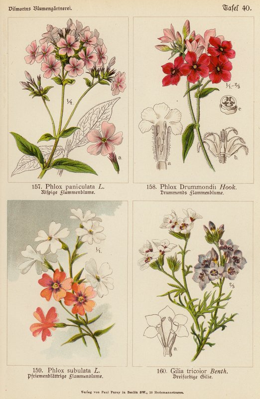 Phlox Paniculata, Phlox Drummondii, Phlox Subulata, Gilia Tricolor door (after) German School