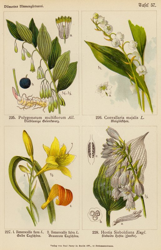 Polygonatum Multiflorum, Convallaria Majalis, Hemerocallis Flava, Hemerocallis Fulva, Hostia Sieboldiana door (after) German School