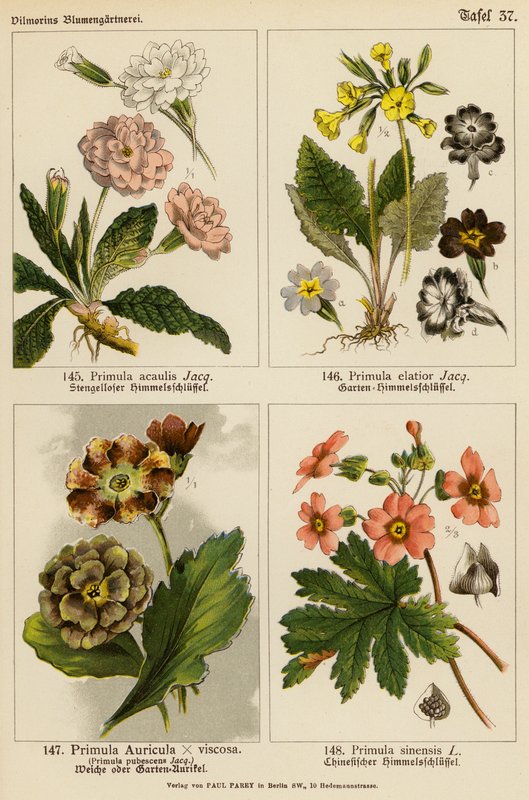 Primula Acaulis, Primula Elatior, Primula Auricula x Viscoa, Primula Pubescens, Primula Sinensis door (after) German School