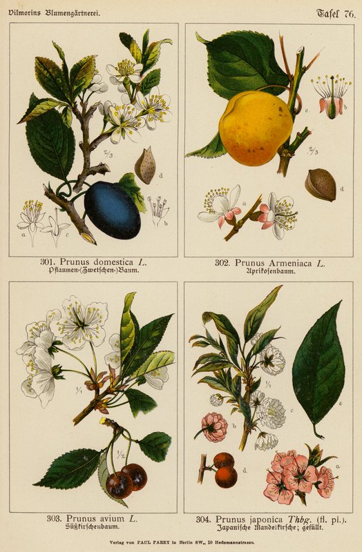 Prunus Domestica, Prunus Armeniaca, Prunus Avium, Prunus Japonica door (after) German School