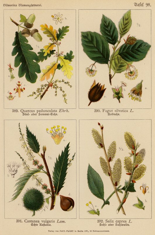 Quercus Pedunculata, Fagus Silvatica, Castanea Vulgaris, Salix Caprea door (after) German School