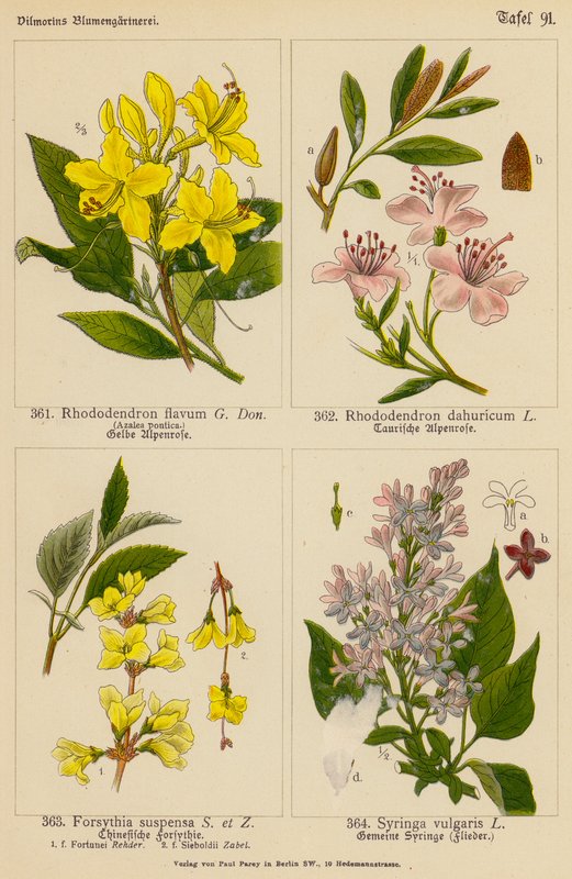 Rhododendron Flavum, Rhododendron Dahuricum, Forsythia Suspensa, Syringa Vulgaris door (after) German School