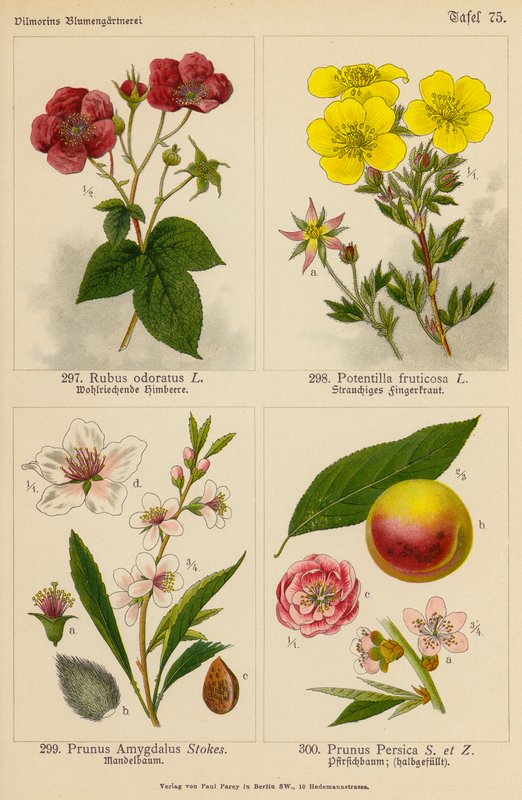 Rubus Odoratus, Potentilla Fruticosa, Prunus Amygdalus, Prunus Persica door (after) German School