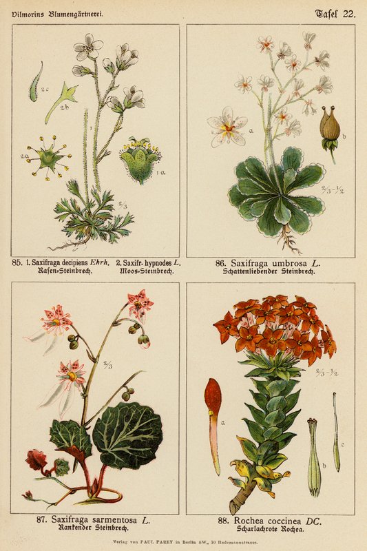 Saxifraga Decipiens, Saxifraga Hypnodes, Saxifraga Umbrosa, Saxifraga Sarmentosa, Rochea Coccinea door (after) German School