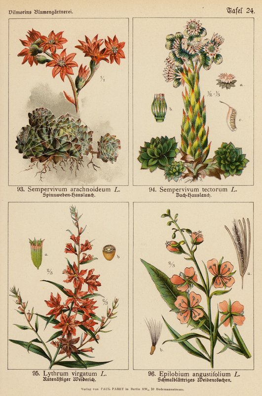 Sempervivum Arachnoideum, Sempervivum Tectorum, Lythrum Virgatum, Epilobium Angustifolium door (after) German School