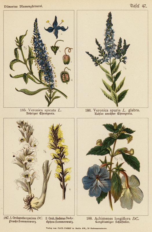 Veronica Spicata, Veronica Spuria, Orobanche Speciosa, Orobanche Hederae, Achimenes Longiflora door (after) German School