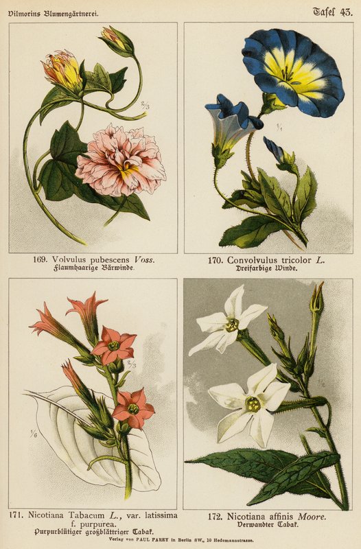 Volvulus Pubescens, Convolvulus Tricolor, Nicotiana Tabacum, Nicotiana Affinis door (after) German School