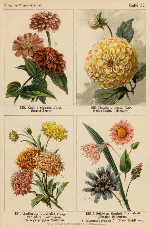 Zinnia Elegans, Dahlia Pinnata, Gaillardia Pulchella, Helipterum Manglesii, Catananche Coerulea door (after) German School