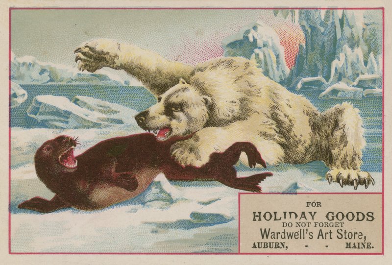 IJsbeer valt een zeehond aan door American School