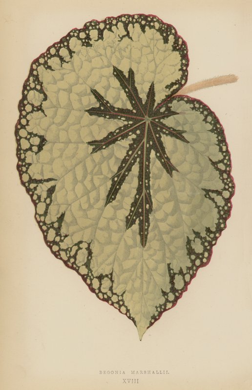Begonia Marshallii door English School
