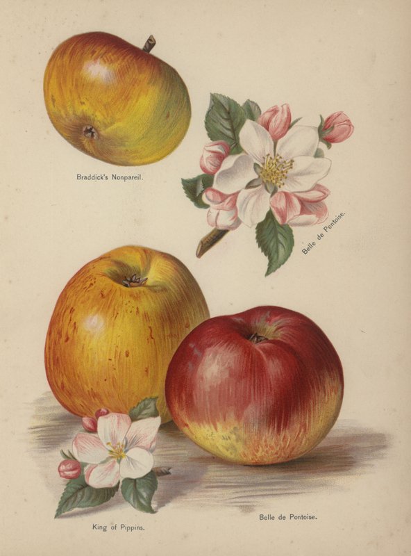 Braddicks Nonpareil, Belle de Pontoise, King of Pippins door English School