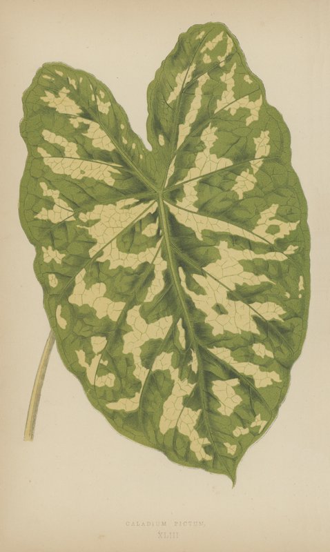 Caladium Pictum door English School