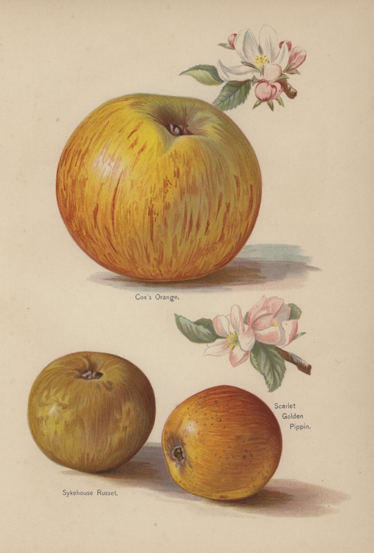 Coxs Orange, Sykehouse Russet, Scarlet Golden Pippin door English School