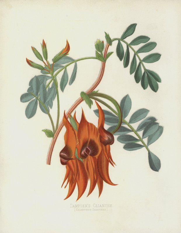 Dampiers Clianth, Clianthus Dampieri door English School