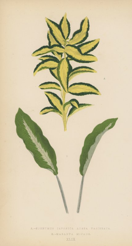 Euonymus Japonica Aurea Variegata, Maranta Micans door English School