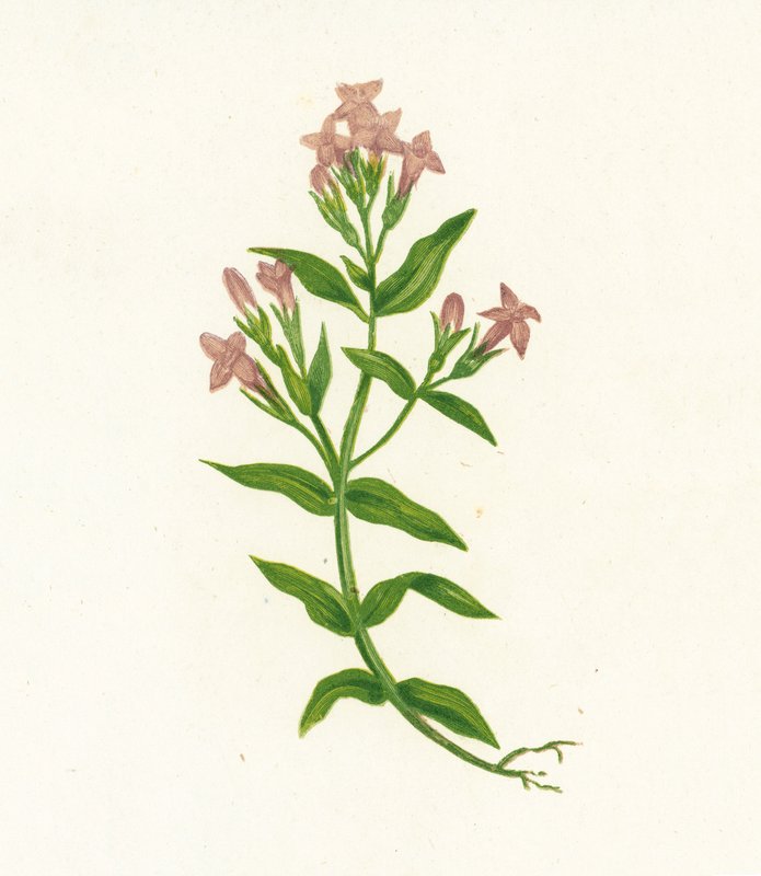 Veldgentiaan, Gentiana Campestris door English School