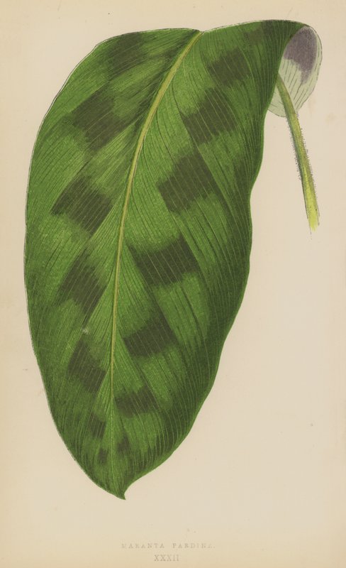 Maranta Pardina door English School