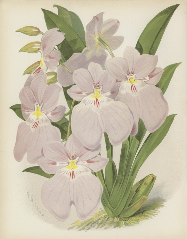 Odontoglossum Vexillarium door English School