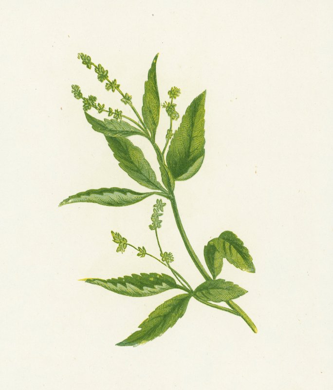 Bosbingelkruid, Mercurialis Perennis door English School