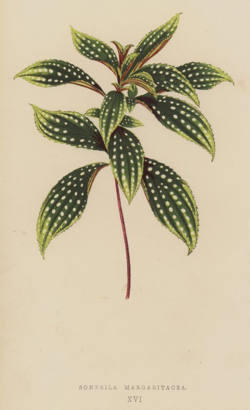 Sonerila Margaritacea door English School
