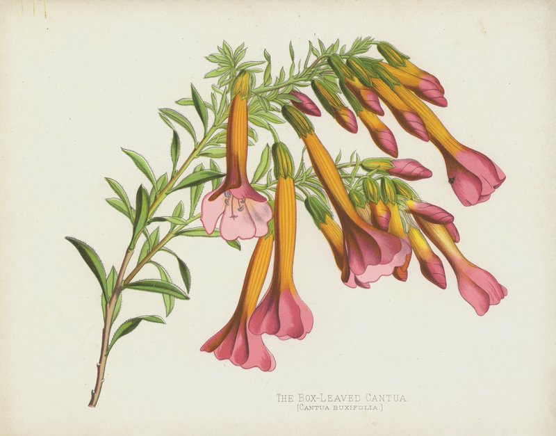 De Buxusbladige Cantua, Cantua Buxifolia door English School