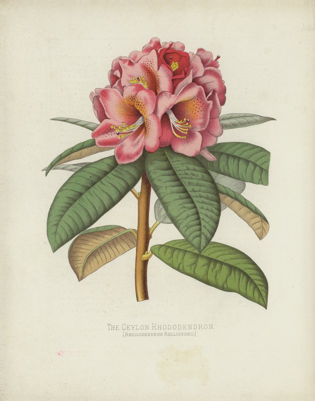 De Ceylon Rhododendron, Rhododendron Rollissonii door English School