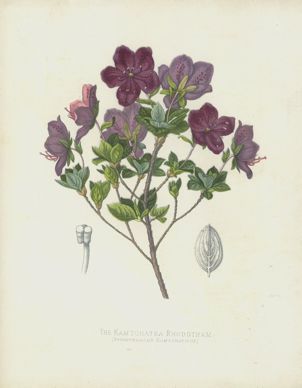 De Kamtchatka Rhodotham, Rhodothamnus Kamtchaticus door English School