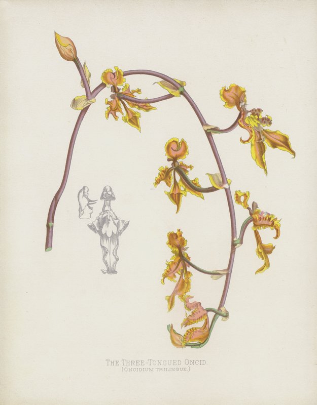 De Drie-Tongige Oncid, Oncidium Trilingue door English School