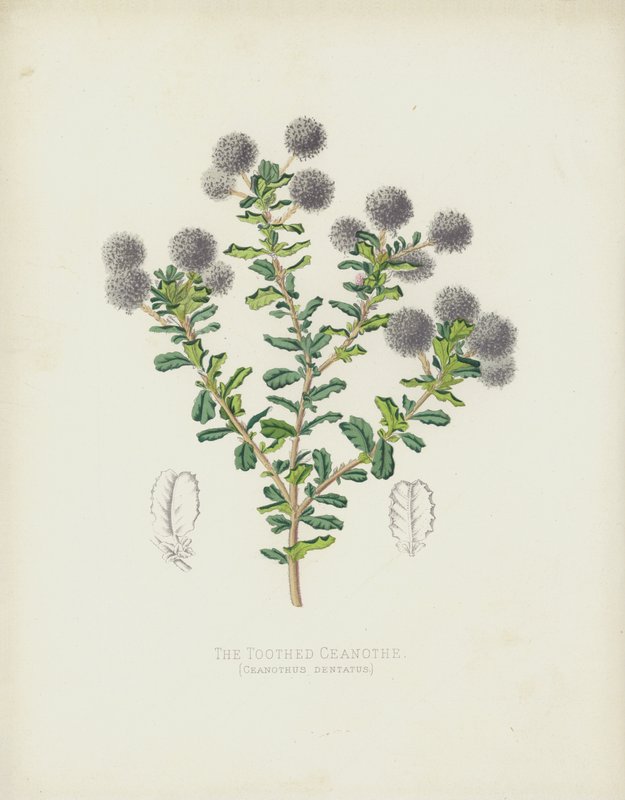 De Getande Ceanothe, Ceanothus Dentatus door English School