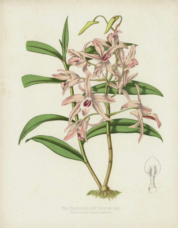 De Transparante Dendrobe, Dendrobium Transparens door English School
