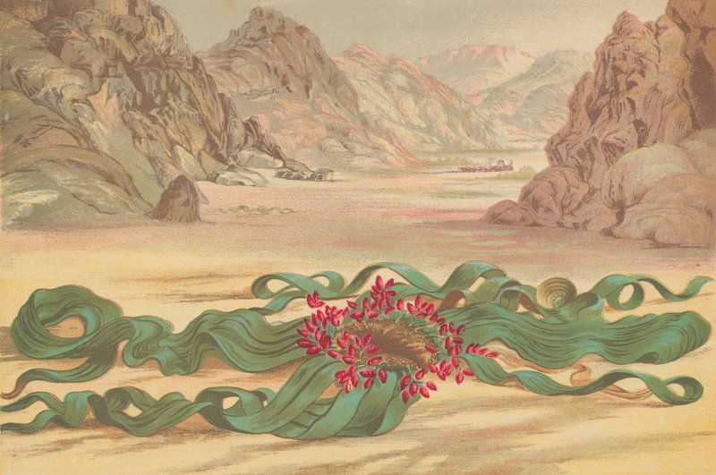 Welwitschia mirabilis, plant van Zuidwest-Afrika door English School