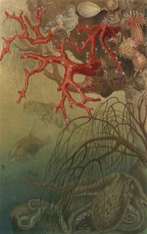 Edelkoraal door European School