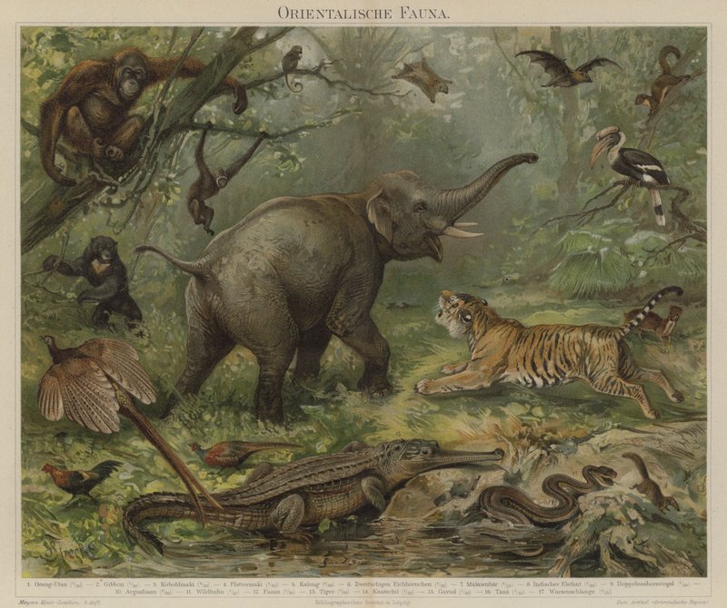 Aziatische fauna door German School