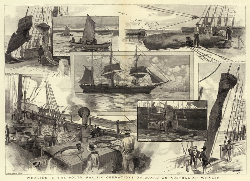 Walvisvangst in de Zuidelijke Stille Oceaan, operaties aan boord van een Australische Walvisvaarder door Albert Henry Fullwood