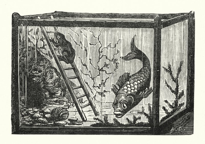 Vis en kikker in een viskom (gravure) door Albert Robida
