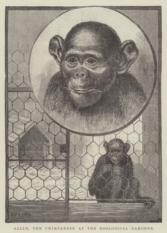 Sally, de chimpansee in de dierentuin door Alexander Francis Lydon